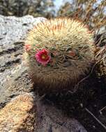 Mammillaria jaliscana subsp. jaliscana的圖片