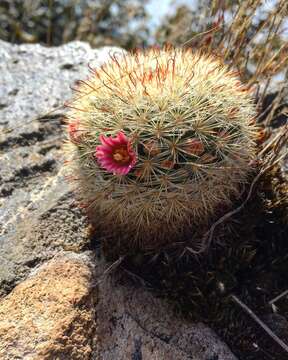 Mammillaria jaliscana subsp. jaliscana的圖片