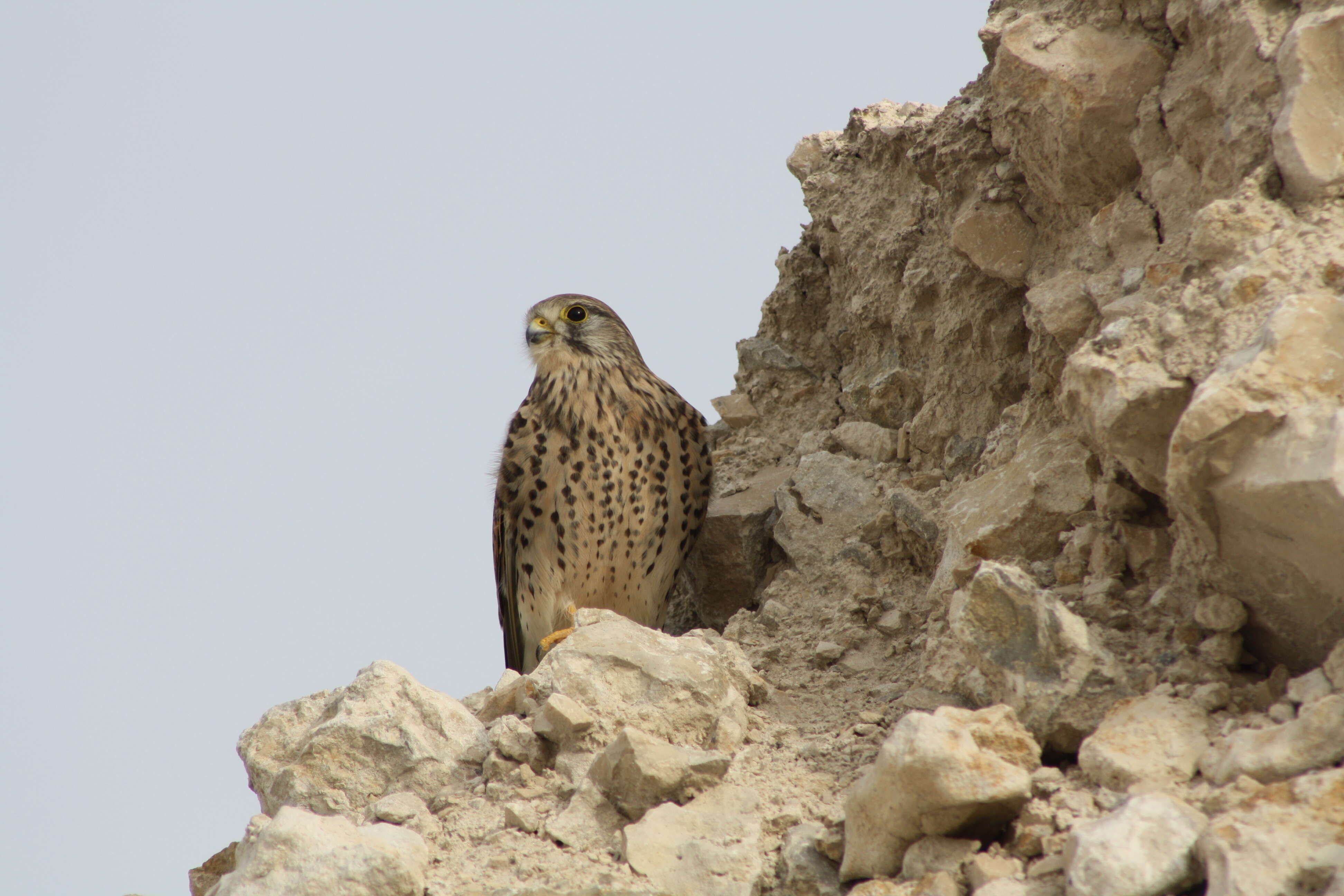 Image of kestrel, common kestrel