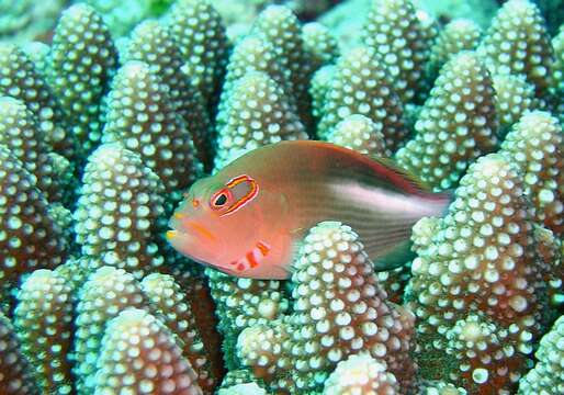 Image of Arc-eye Hawkfish