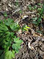 Image de Corydalis intermedia (L.) Merat