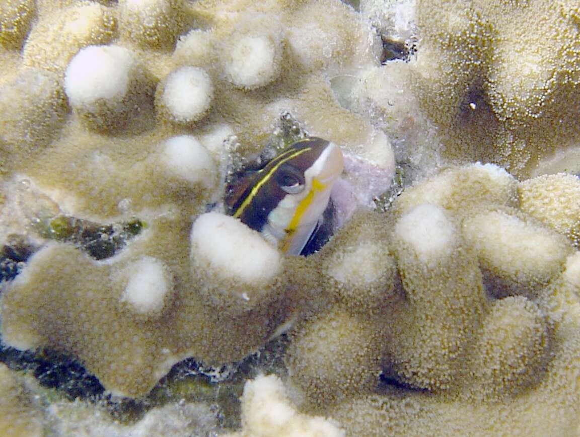 Image of Dussumier's Blenny