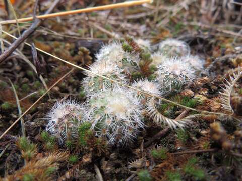 Image of Echinocereus reichenbachii var. baileyi (Rose) N. P. Taylor