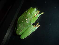 Image of Mexican leaf frog