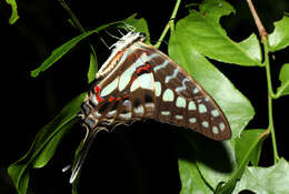 Graphium porthaon (Hewitson 1865)的圖片