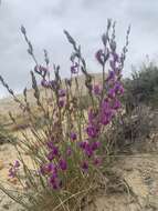 Image of grass milkvetch