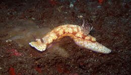 Sivun Hypselodoris pulchella (Rüppell & Leuckart 1830) kuva