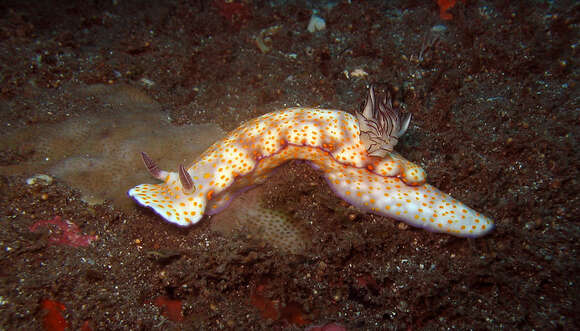 Image de Hypselodoris pulchella (Rüppell & Leuckart 1830)