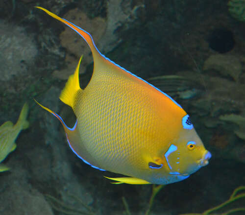 Image of Angelfish