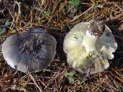 Imagem de Tricholoma portentosum (Fr.) Quél. 1873