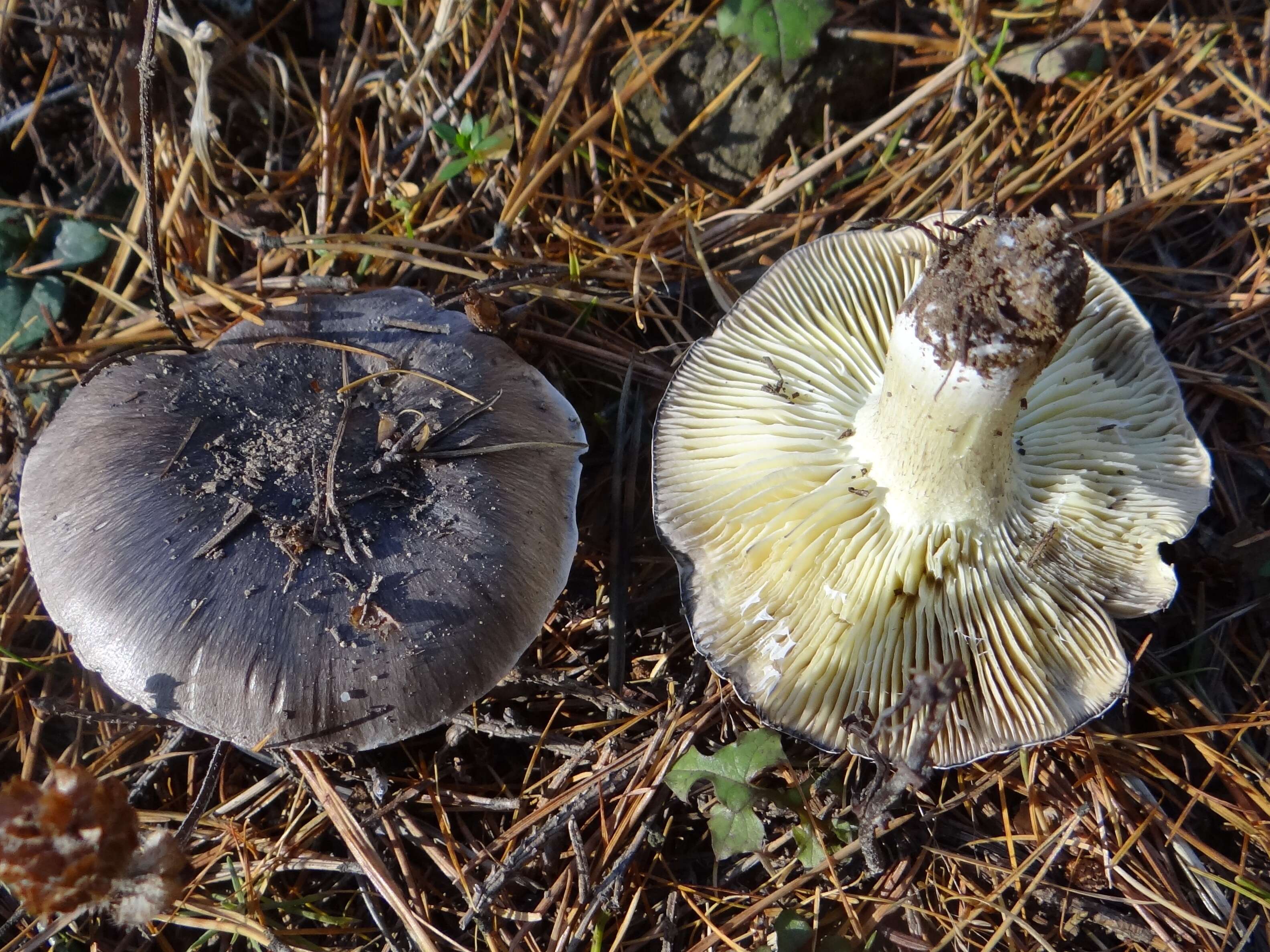 Imagem de Tricholoma portentosum (Fr.) Quél. 1873