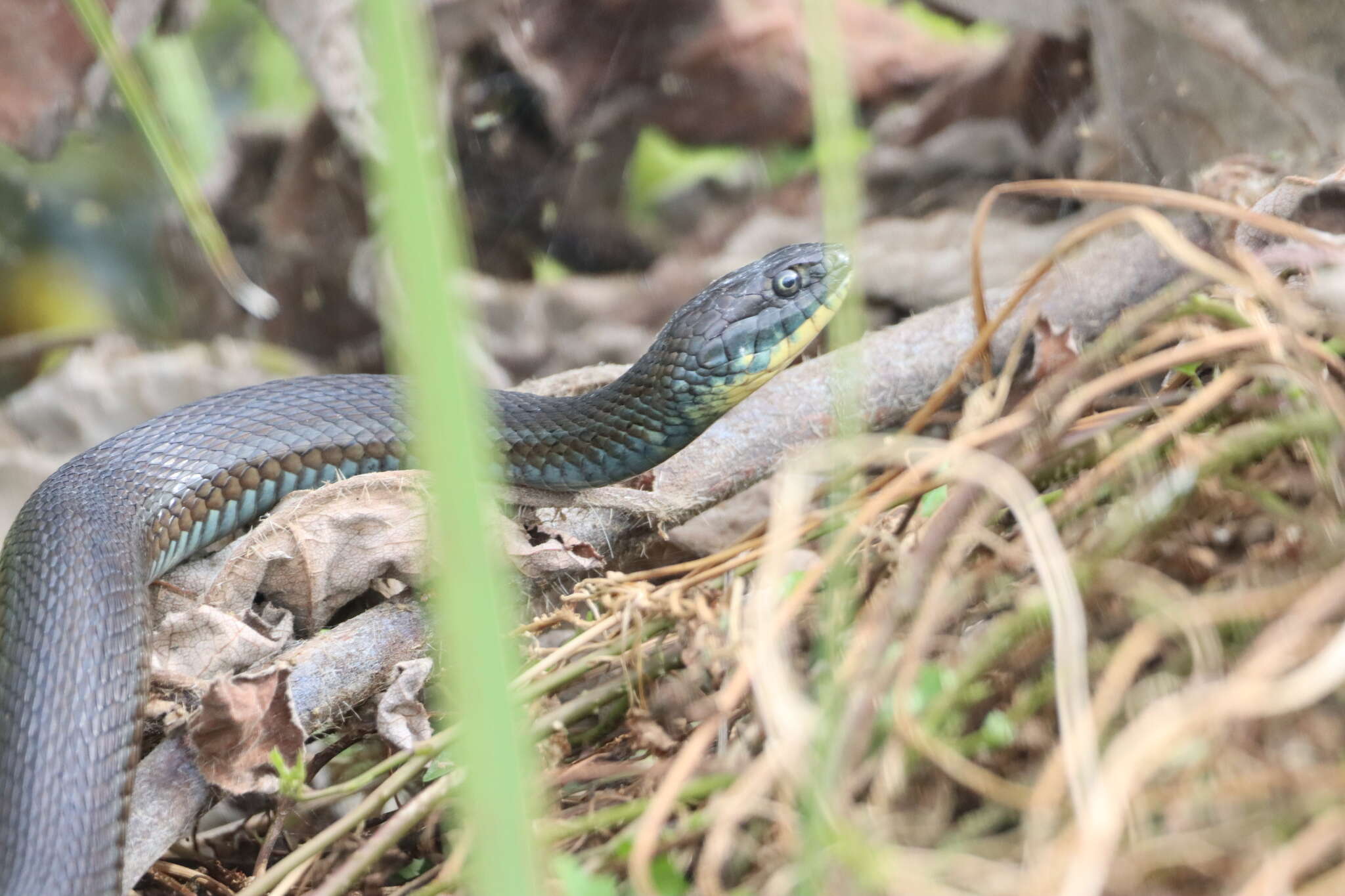 Image of Thamnophis eques obscurus Conant 2003