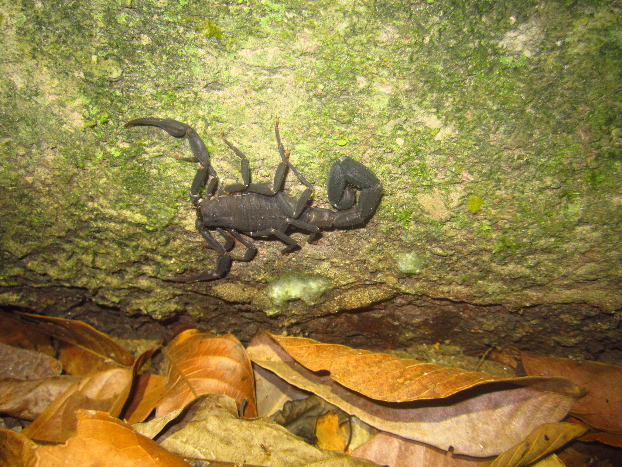 Image of Tityus obscurus (Gervais 1843)