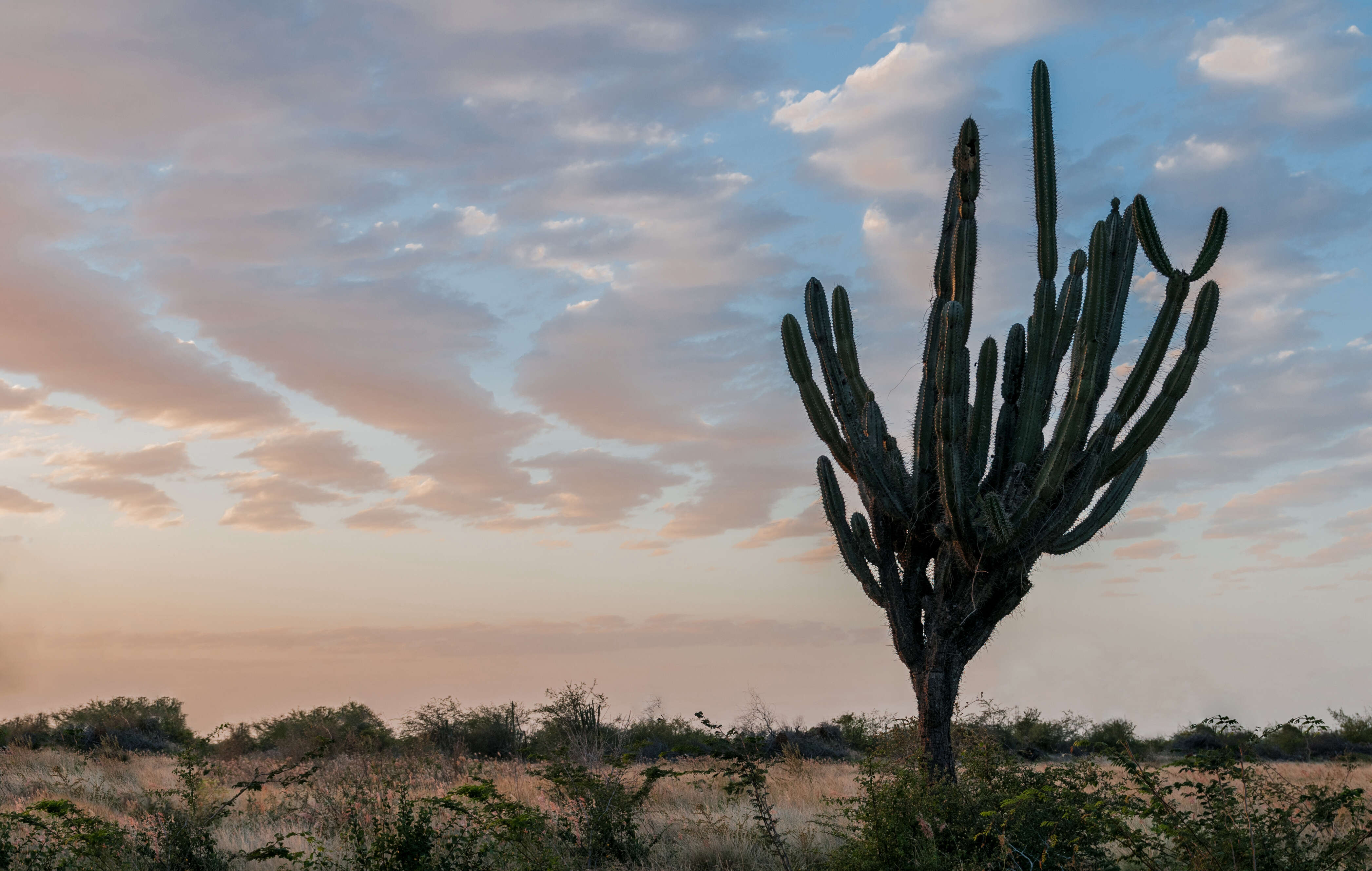 Cereus repandus (L.) Mill. resmi