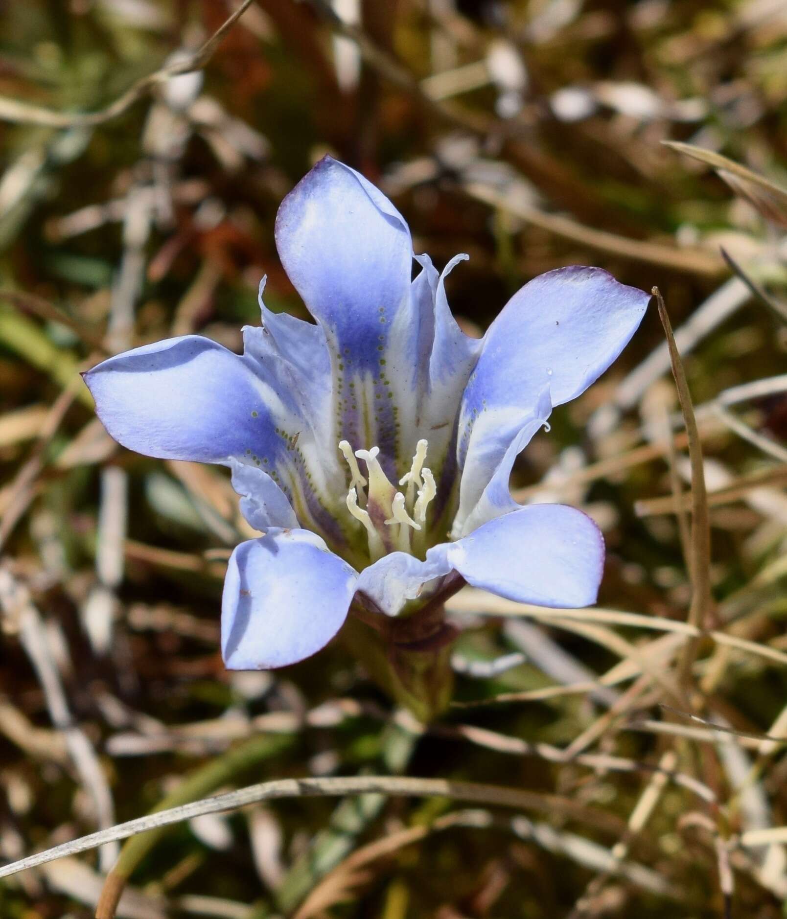 Image of Gentiana bicuspidata (G. Don) Briquet