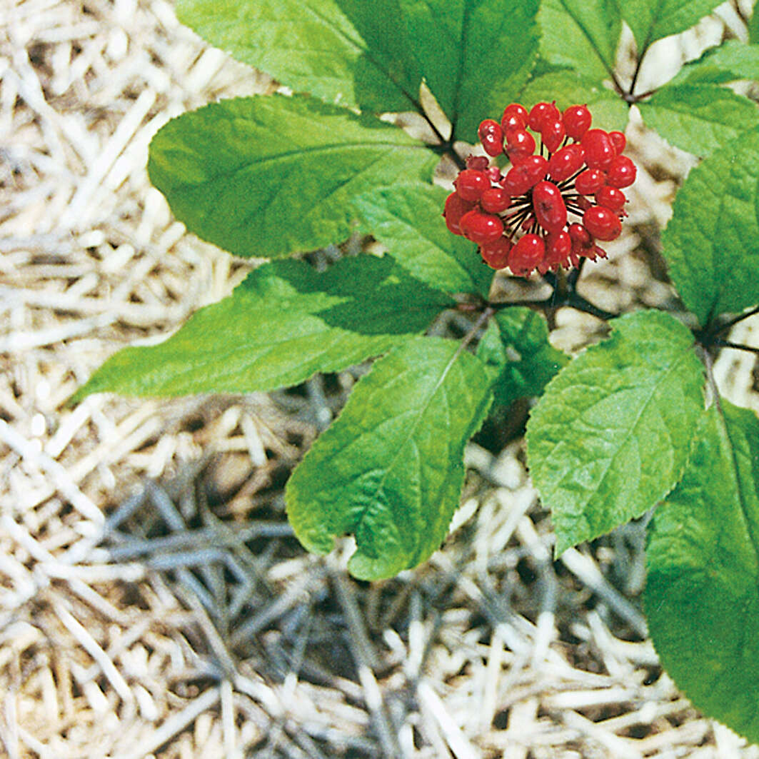 Image of Chinese ginseng