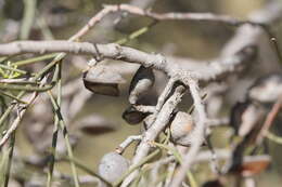 Image of Hakea leucoptera subsp. leucoptera