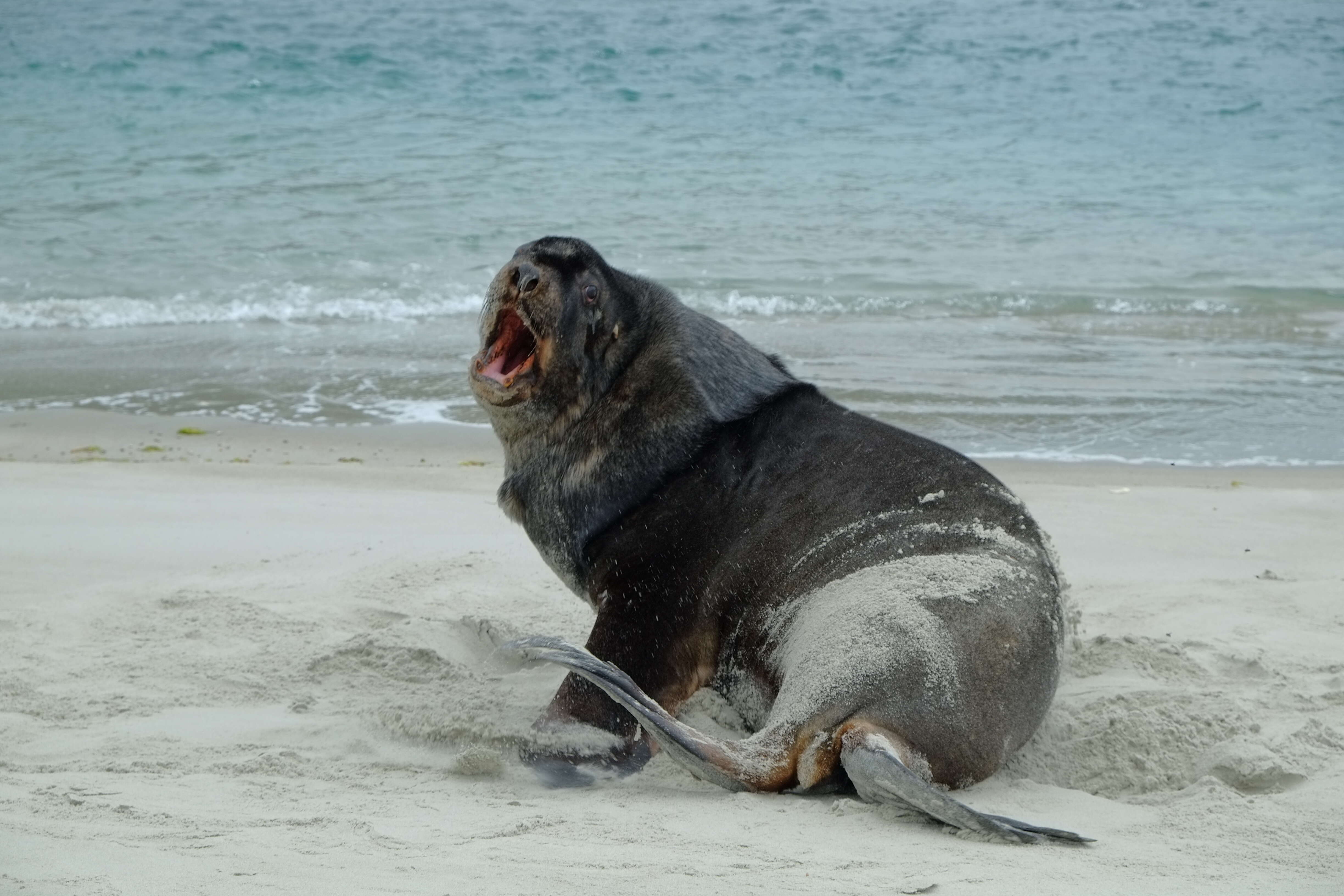 Image of New Zealand sea lion