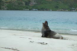 Image of New Zealand sea lion