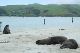 Image of New Zealand sea lion