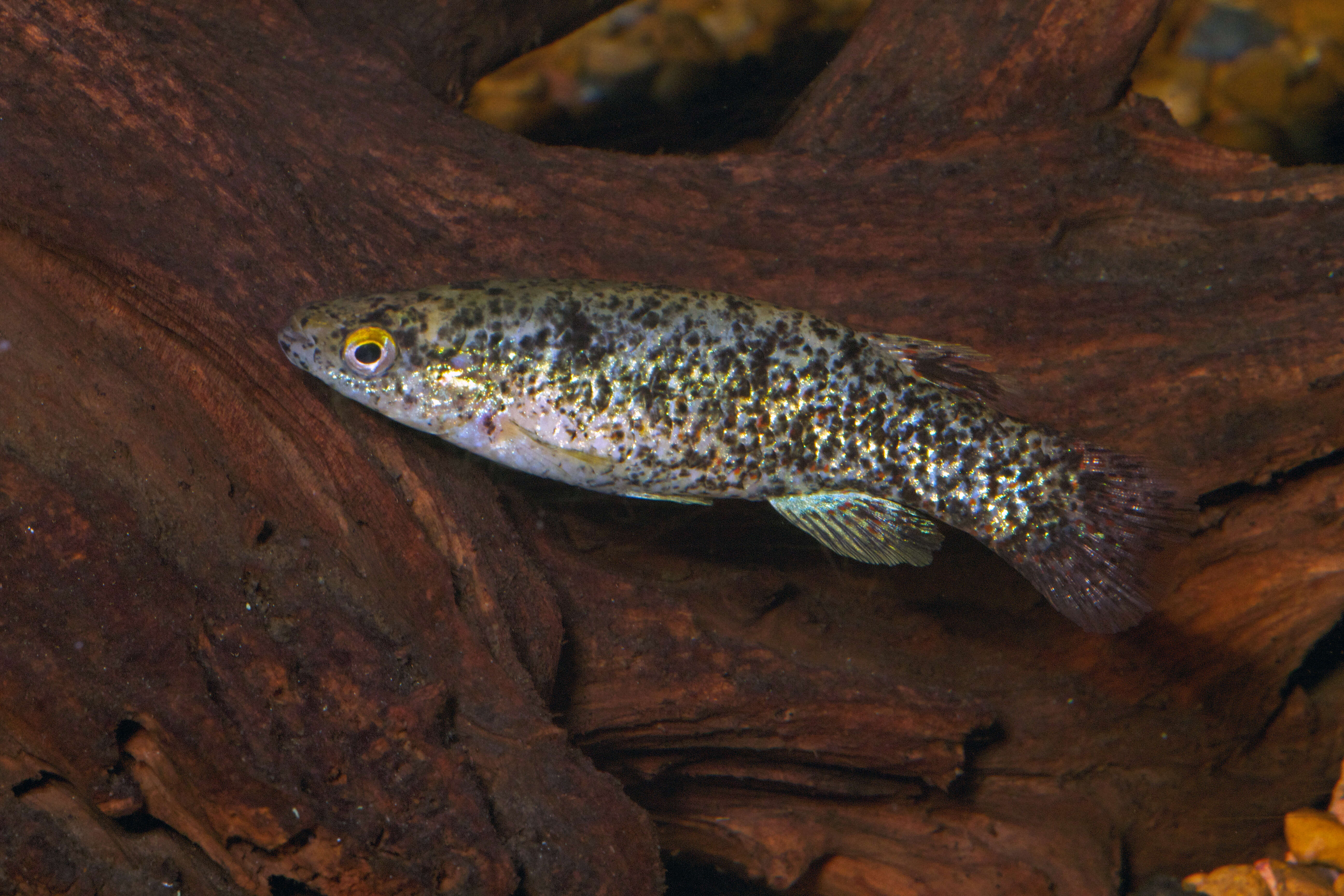 Image of Golden Topminnow