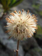 Image of Kemulariella caucasica (Willd.) Tamamsch.