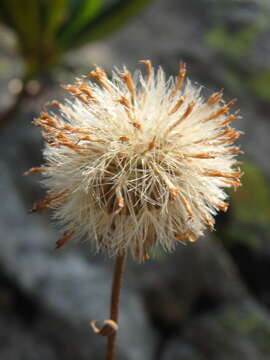 Image of Kemulariella caucasica (Willd.) Tamamsch.