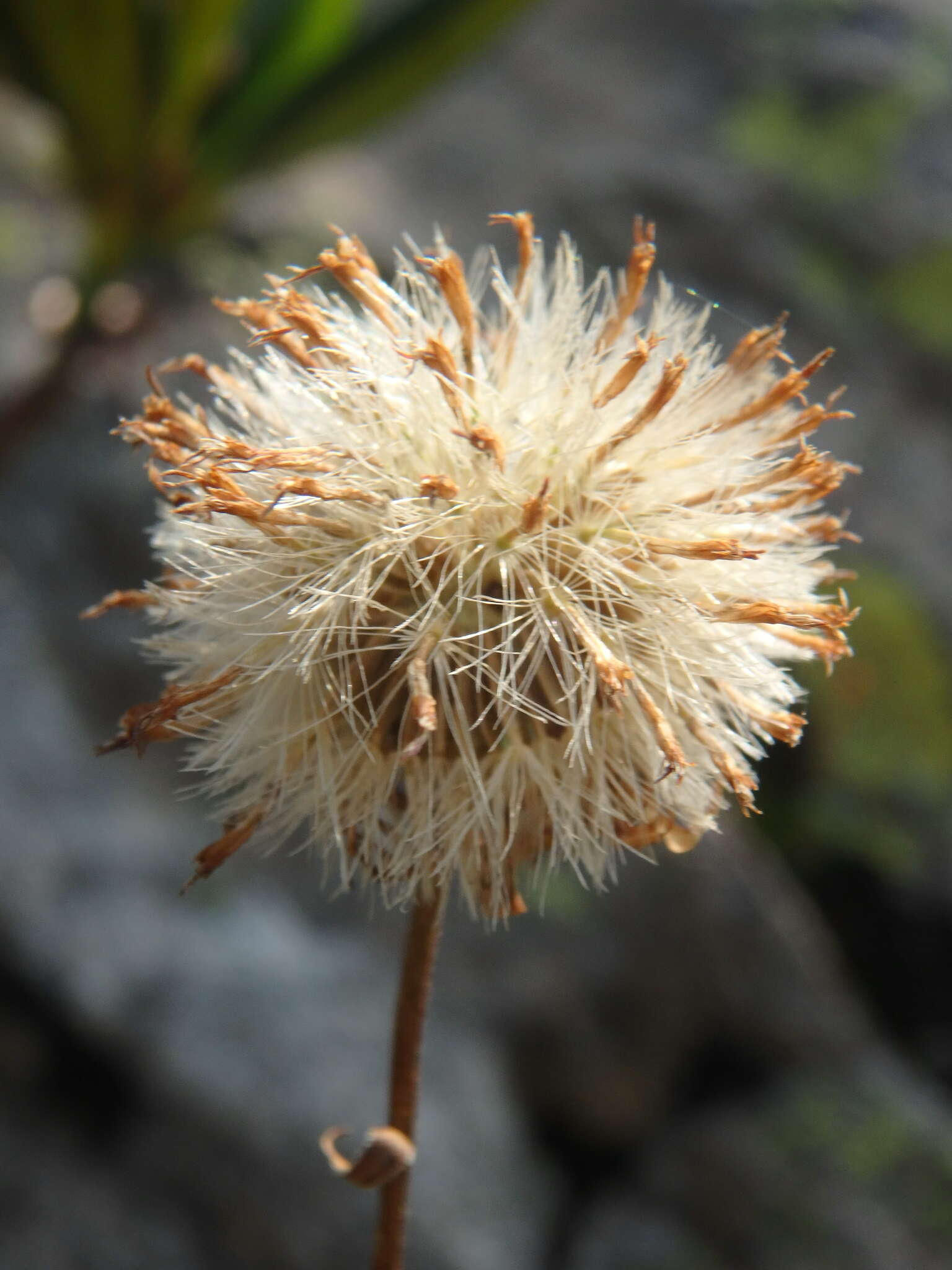 Слика од Kemulariella caucasica (Willd.) Tamamsch.