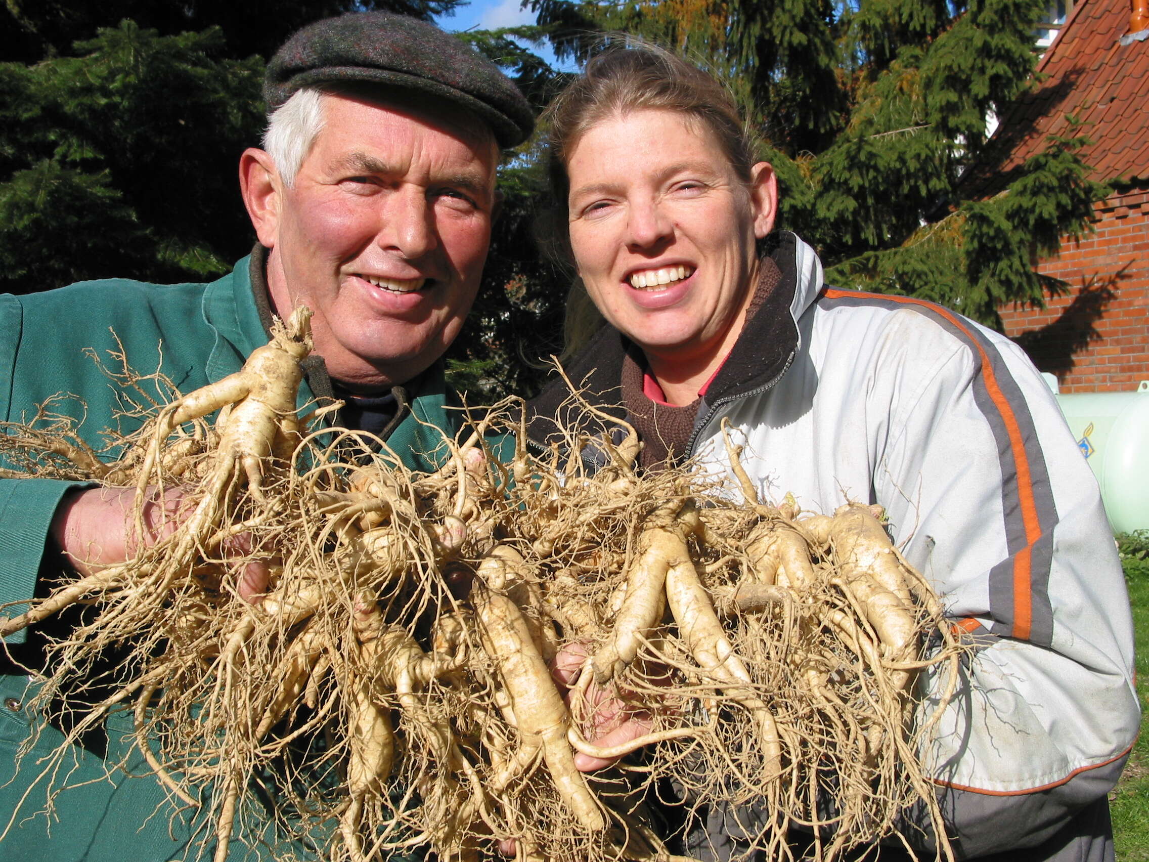 Image of Chinese ginseng