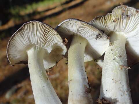 Imagem de Tricholoma virgatum (Fr.) P. Kumm. 1871