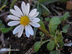 Image of Bellis annua subsp. annua