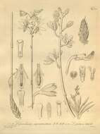 Image of Dipodium pictum (Lindl.) Rchb. fil.