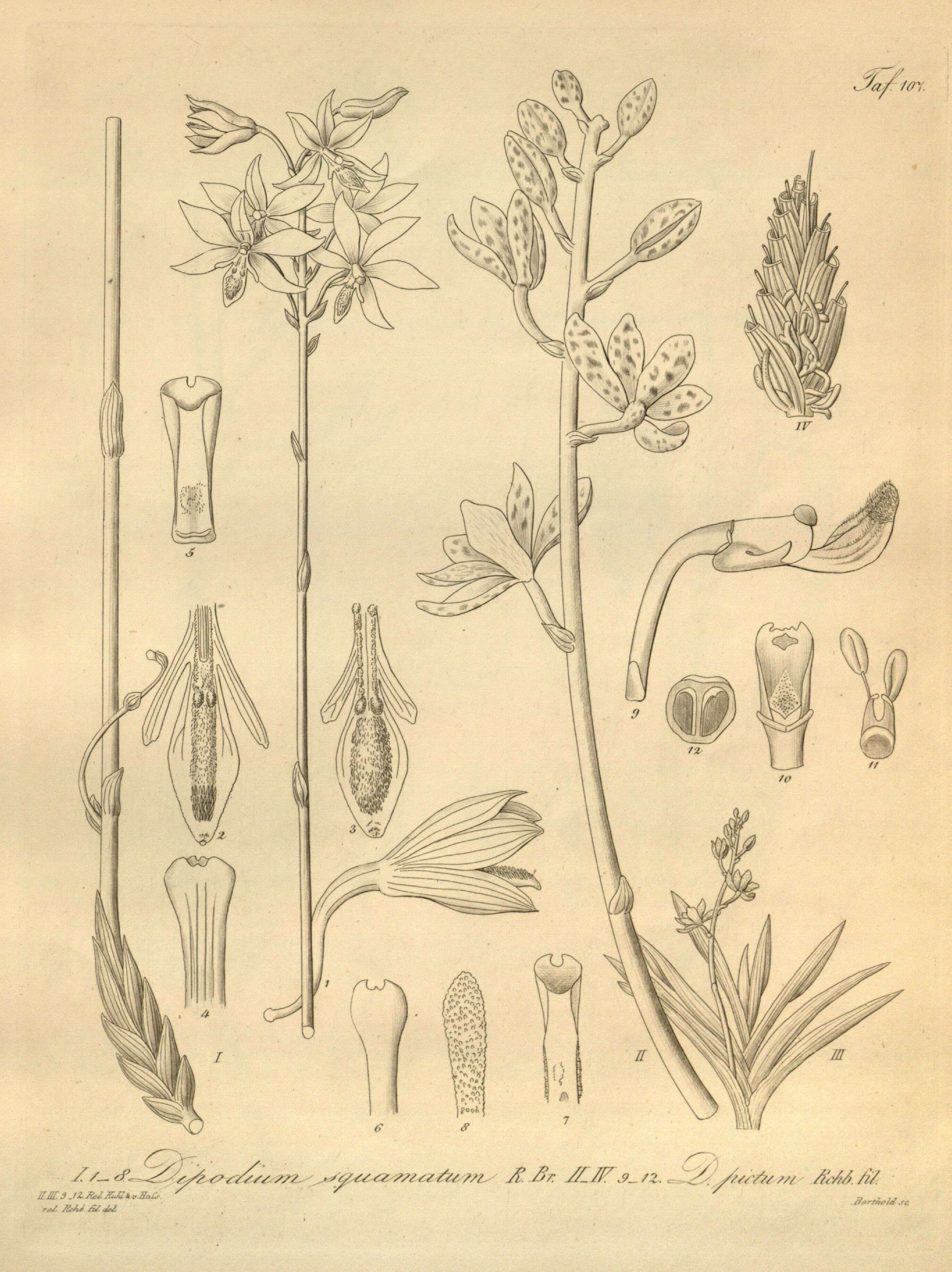 Image of Dipodium pictum (Lindl.) Rchb. fil.