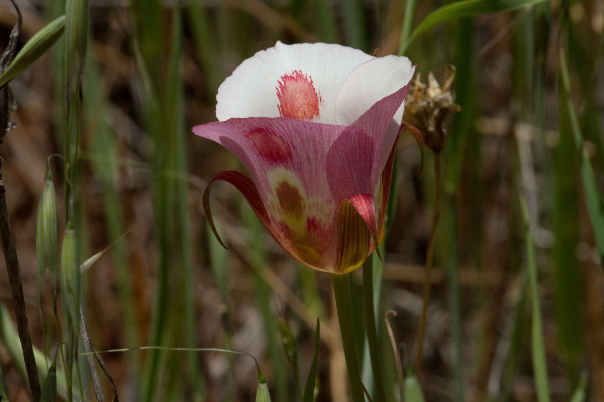 Image of butterfly mariposa lily