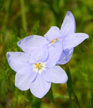 Image of Prairie pleatleaf