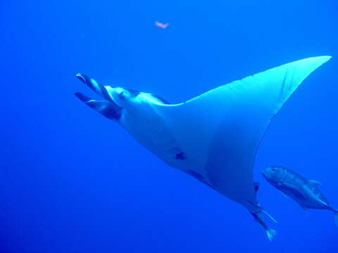 Слика од Mobula alfredi (Krefft 1868)