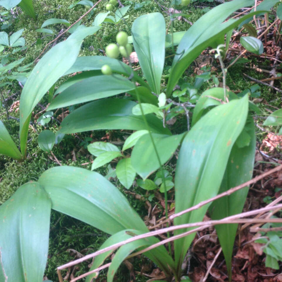 Слика од Clintonia borealis (Aiton) Raf.