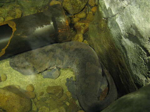 Image of Chinese giant salamander