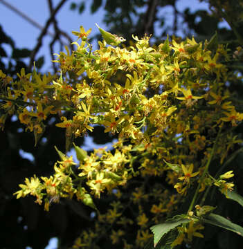 Image of Golden-rain tree