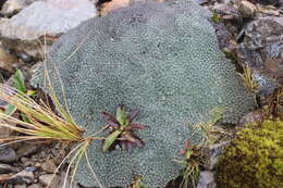 Image of Psychrophyton rubrum (J. Buch.) Beauv.