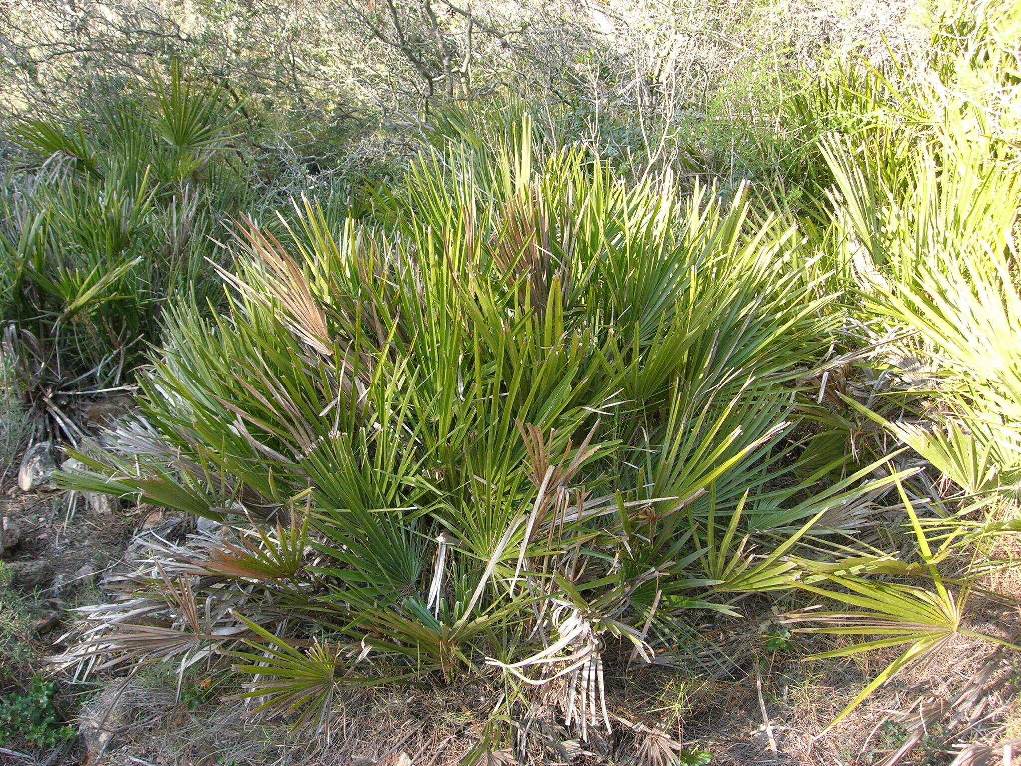 Image of fan palm