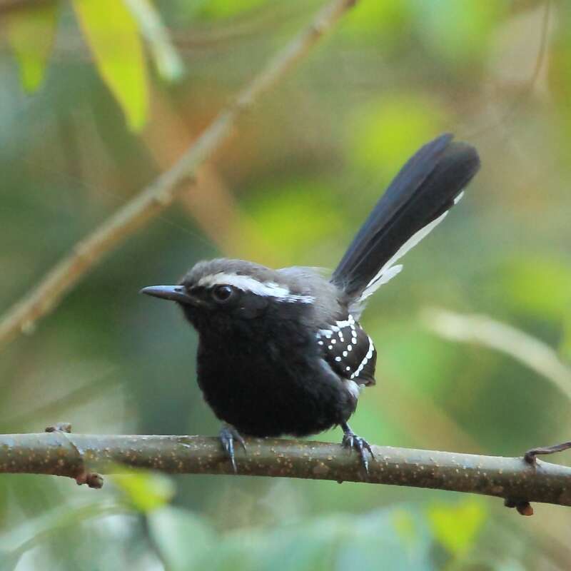 Image of Black-bellied Antwren