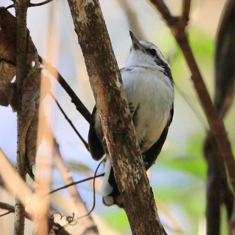 Image of Black-bellied Antwren