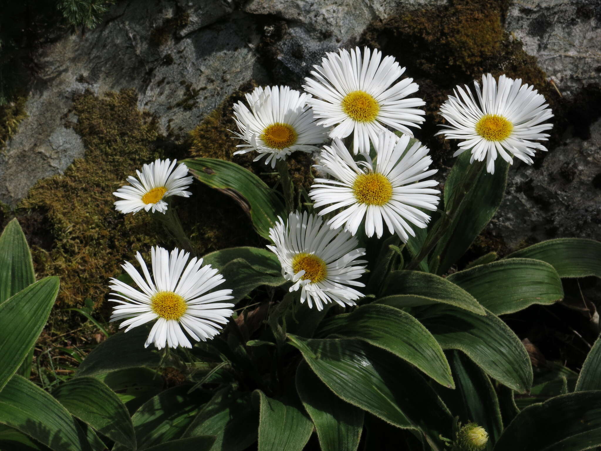 Plancia ëd Celmisia verbascifolia subsp. verbascifolia