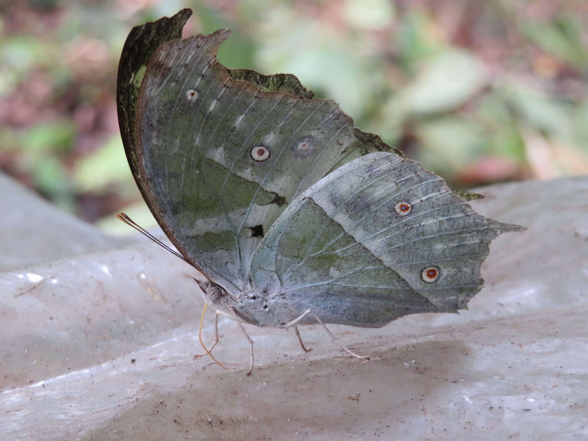 Image of Protogoniomorpha parhassus (Drury 1782)