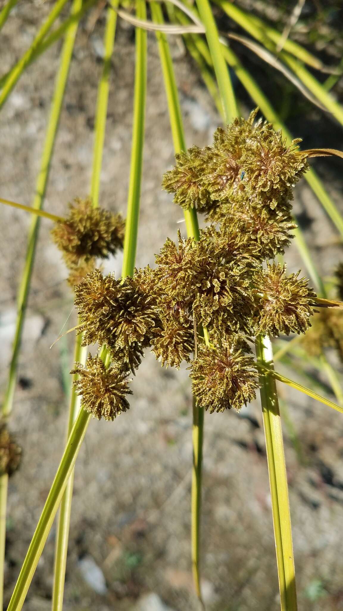 Image of Smallflower Umbrella Sedge