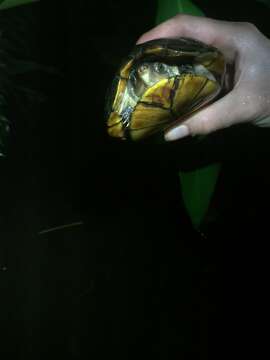 Image of White-lipped mud turtle