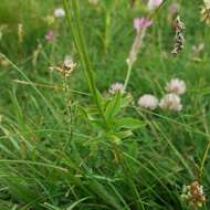 صورة Trifolium montanum subsp. rupestre (Ten.) Pignatti