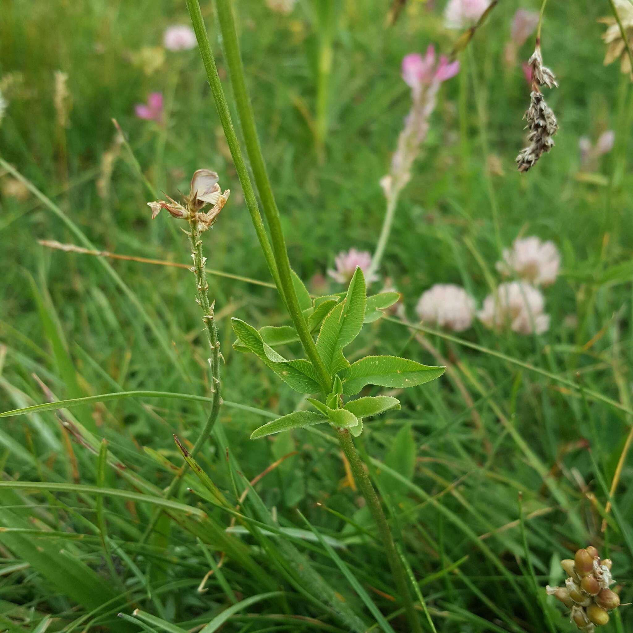 صورة Trifolium montanum subsp. rupestre (Ten.) Pignatti