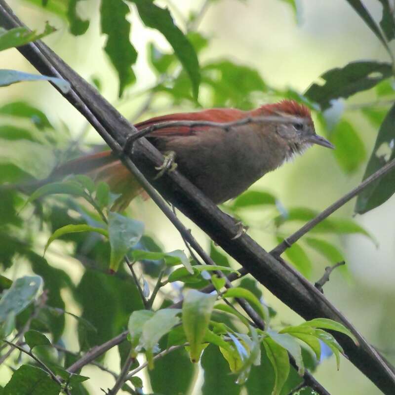 Image of Rusty-backed Spinetail